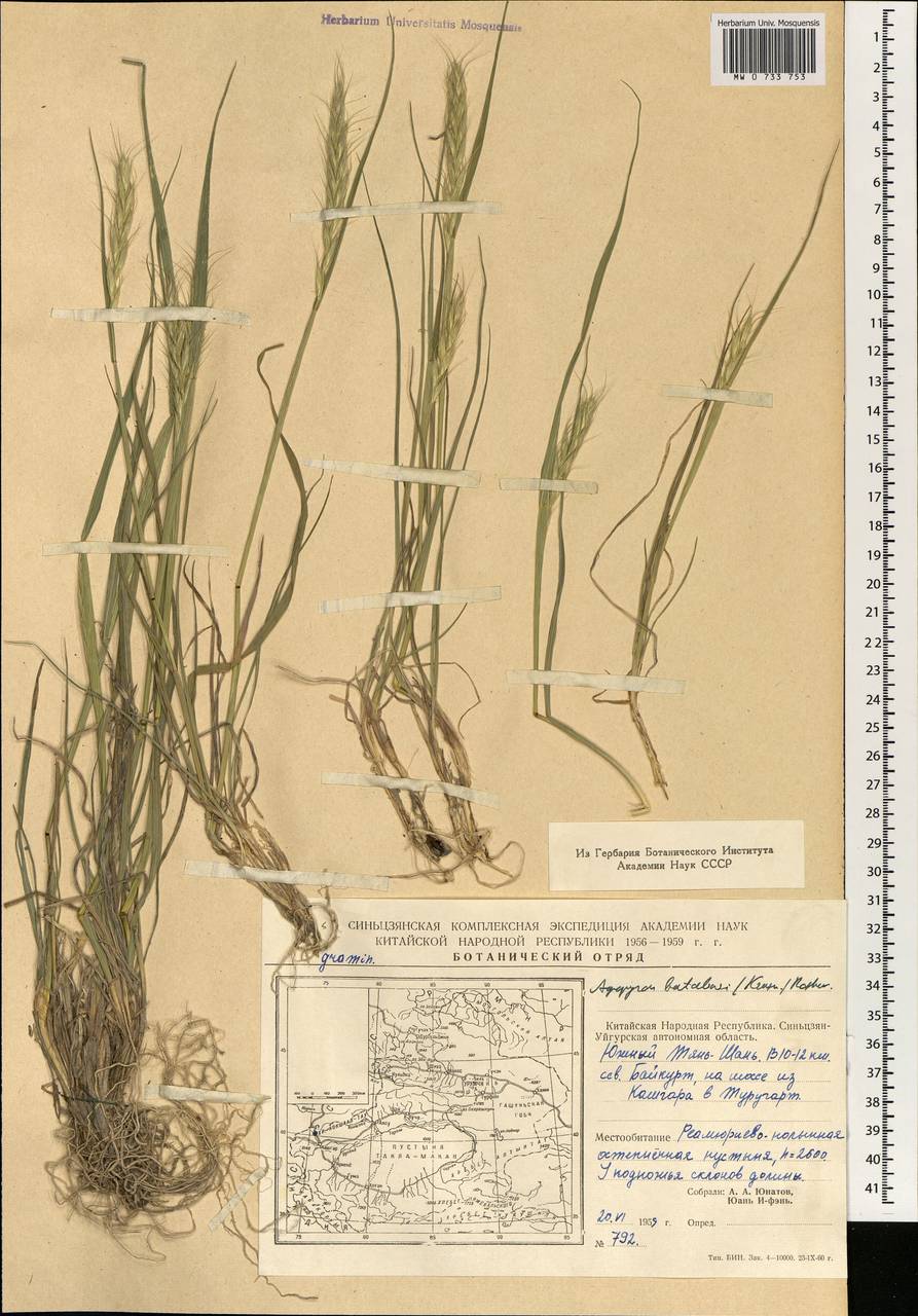 Kengyilia batalinii (Krasn.) J.L.Yang, C.Yen & B.R.Baum, Зарубежная Азия (ASIA) (КНР)