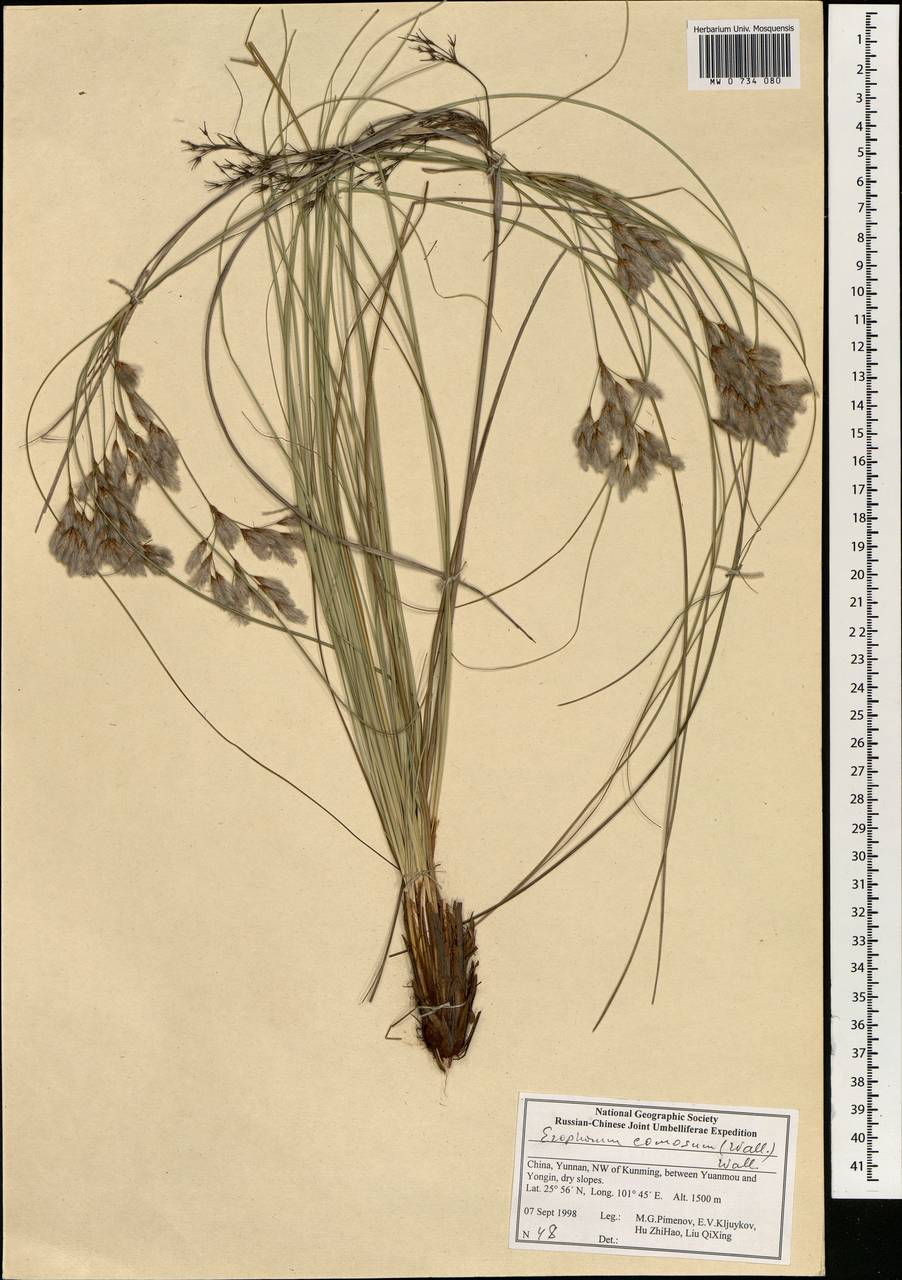 Erioscirpus comosus (Wall.) Palla, Зарубежная Азия (ASIA) (КНР)