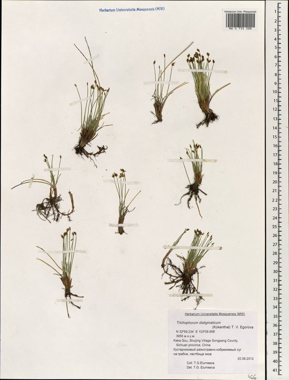 Trichophorum distigmaticum (Kük.) T.V.Egorova, Зарубежная Азия (ASIA) (КНР)