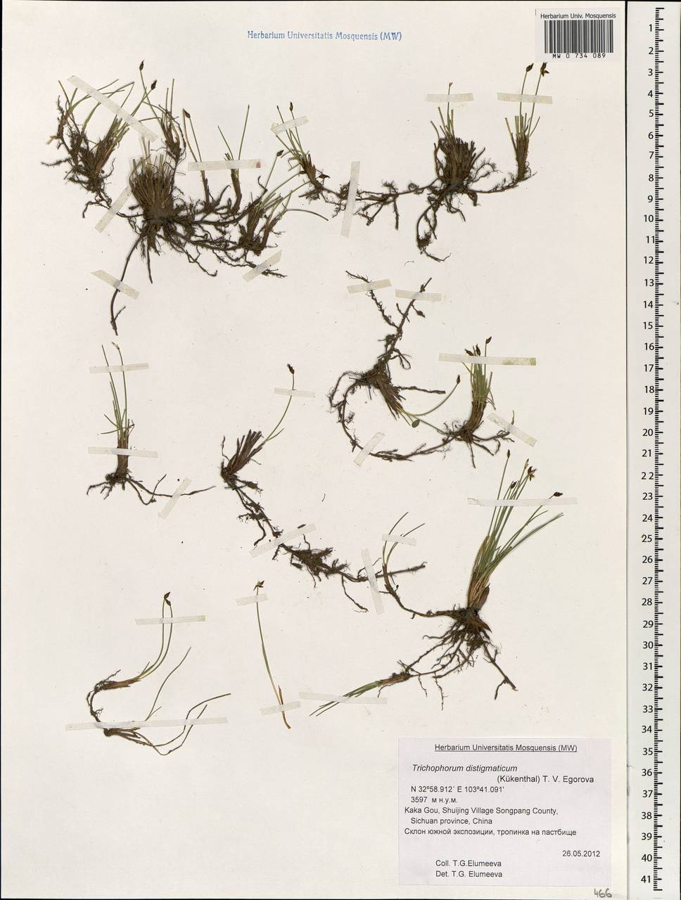 Trichophorum distigmaticum (Kük.) T.V.Egorova, Зарубежная Азия (ASIA) (КНР)