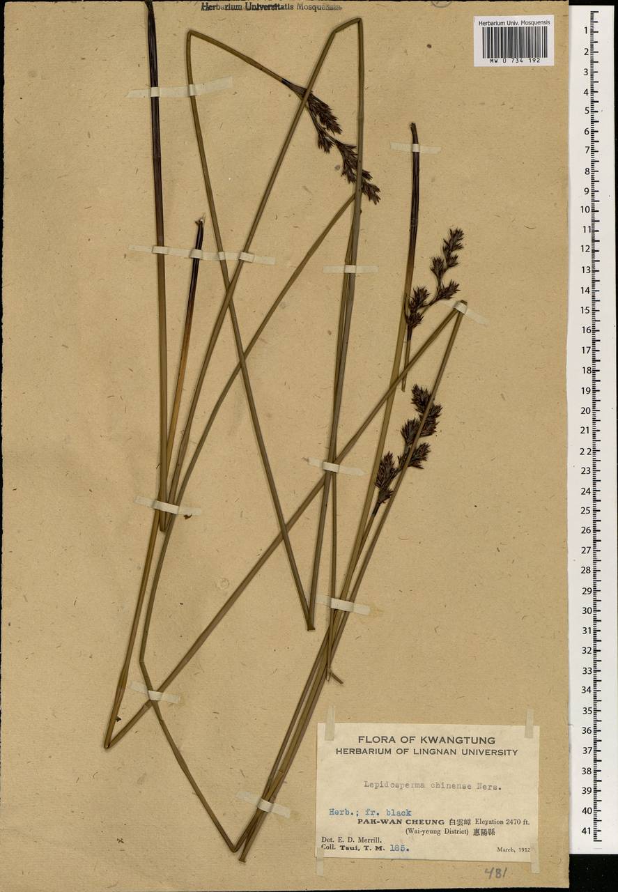 Lepidosperma chinense Nees & Meyen ex Kunth, Зарубежная Азия (ASIA) (КНР)