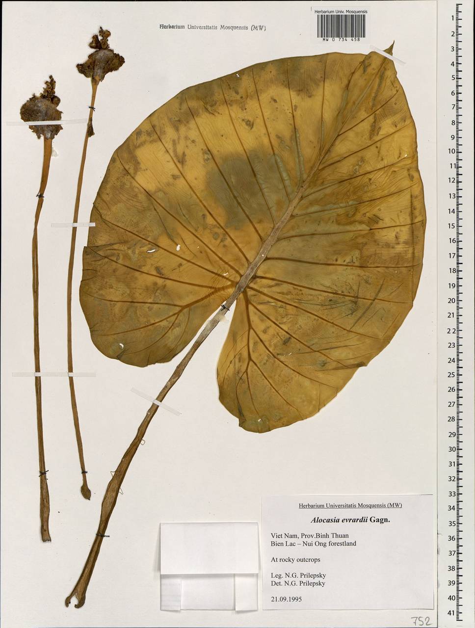 Alocasia evrardii