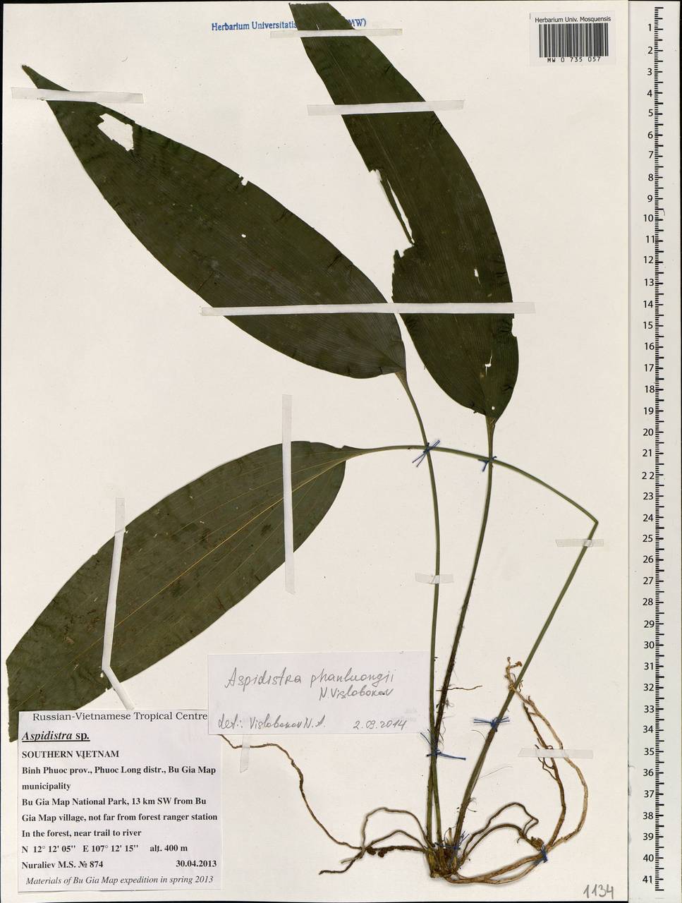 Аспидистра Vislobokov, Зарубежная Азия (ASIA) (Вьетнам)
