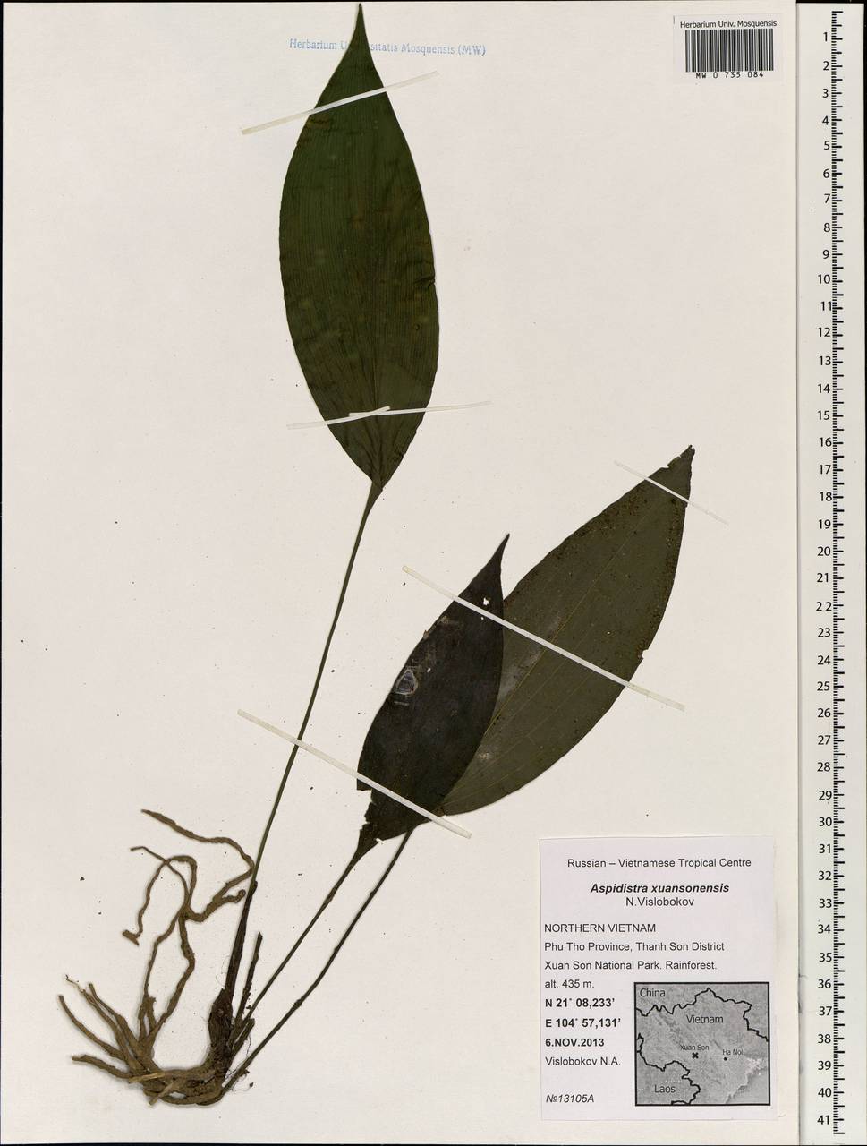 Аспидистра, Зарубежная Азия (ASIA) (Вьетнам)