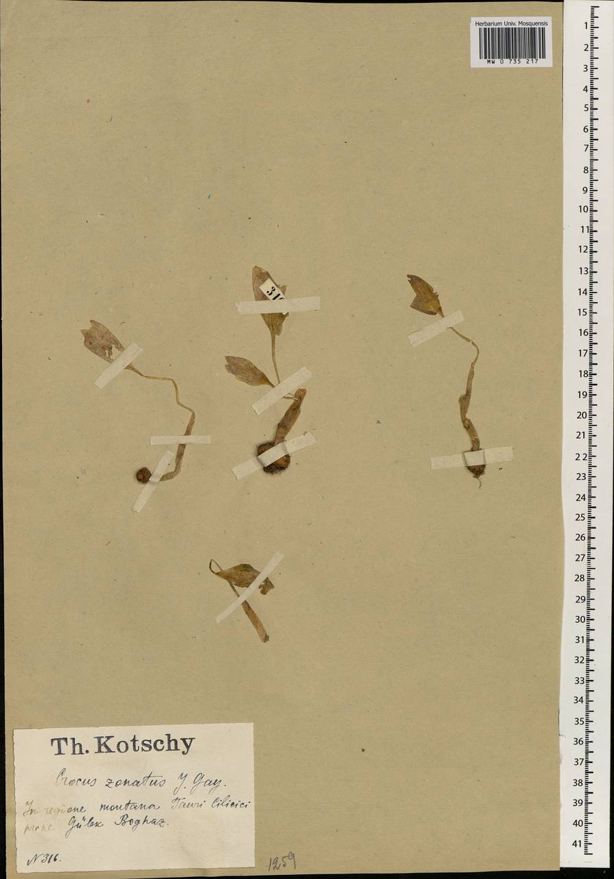 Crocus kotschyanus K.Koch, Зарубежная Азия (ASIA) (Турция)