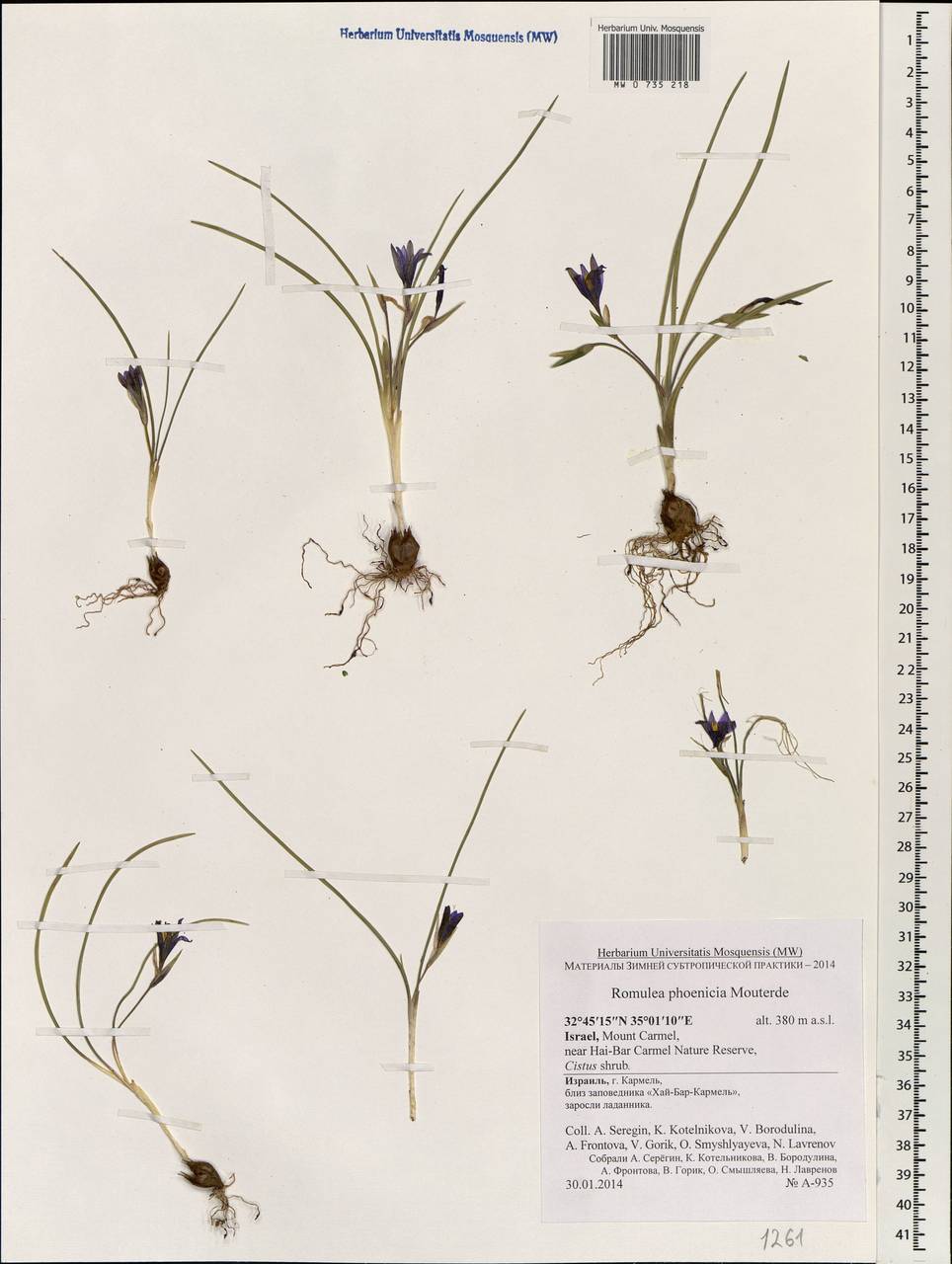 Romulea phoenicia Mouterde, Зарубежная Азия (ASIA) (Израиль)