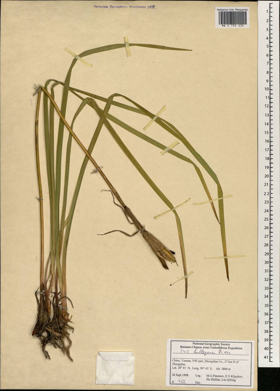 Iris bulleyana Dykes, Зарубежная Азия (ASIA) (КНР)