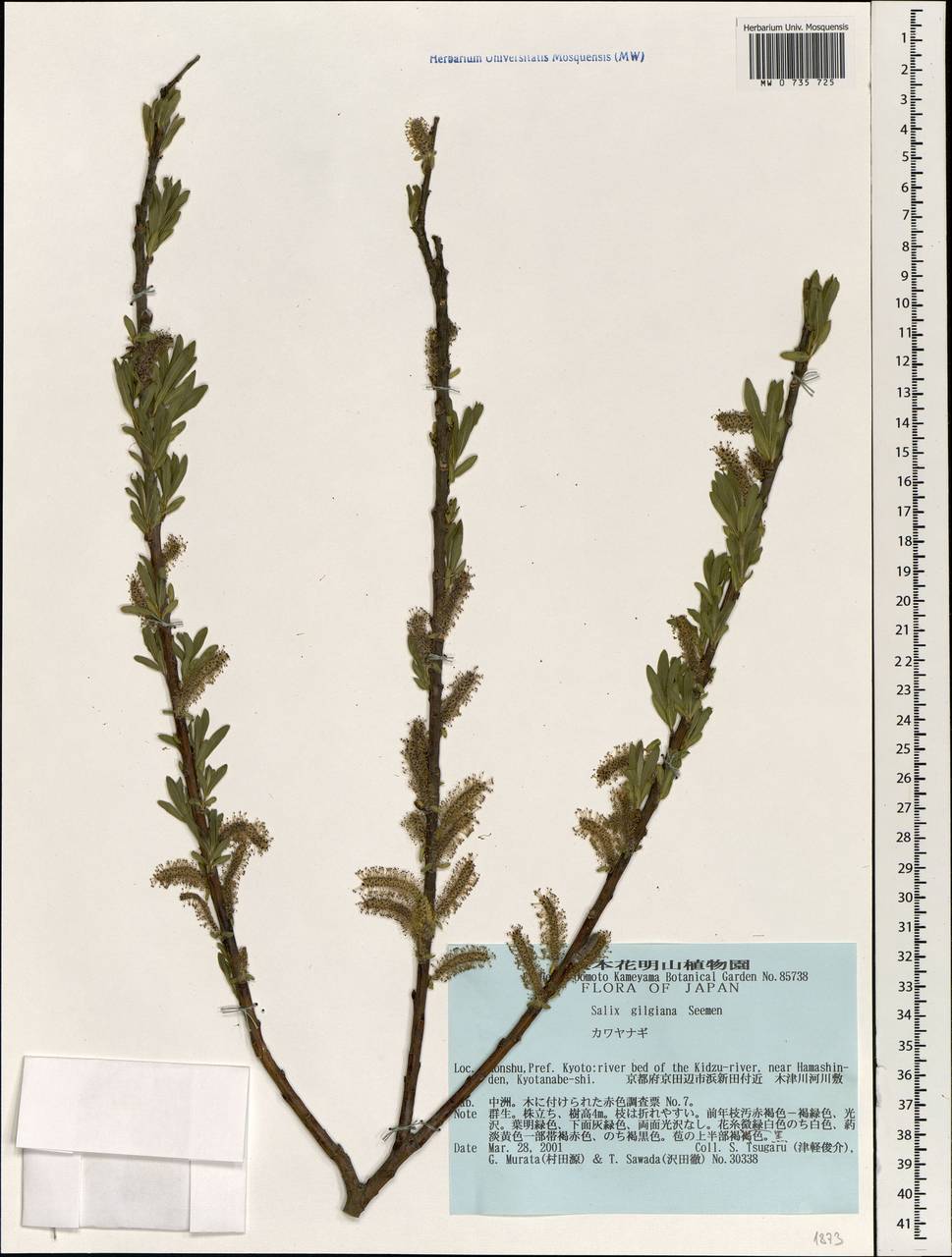 Salix gilgiana Seemen, Зарубежная Азия (ASIA) (Япония)