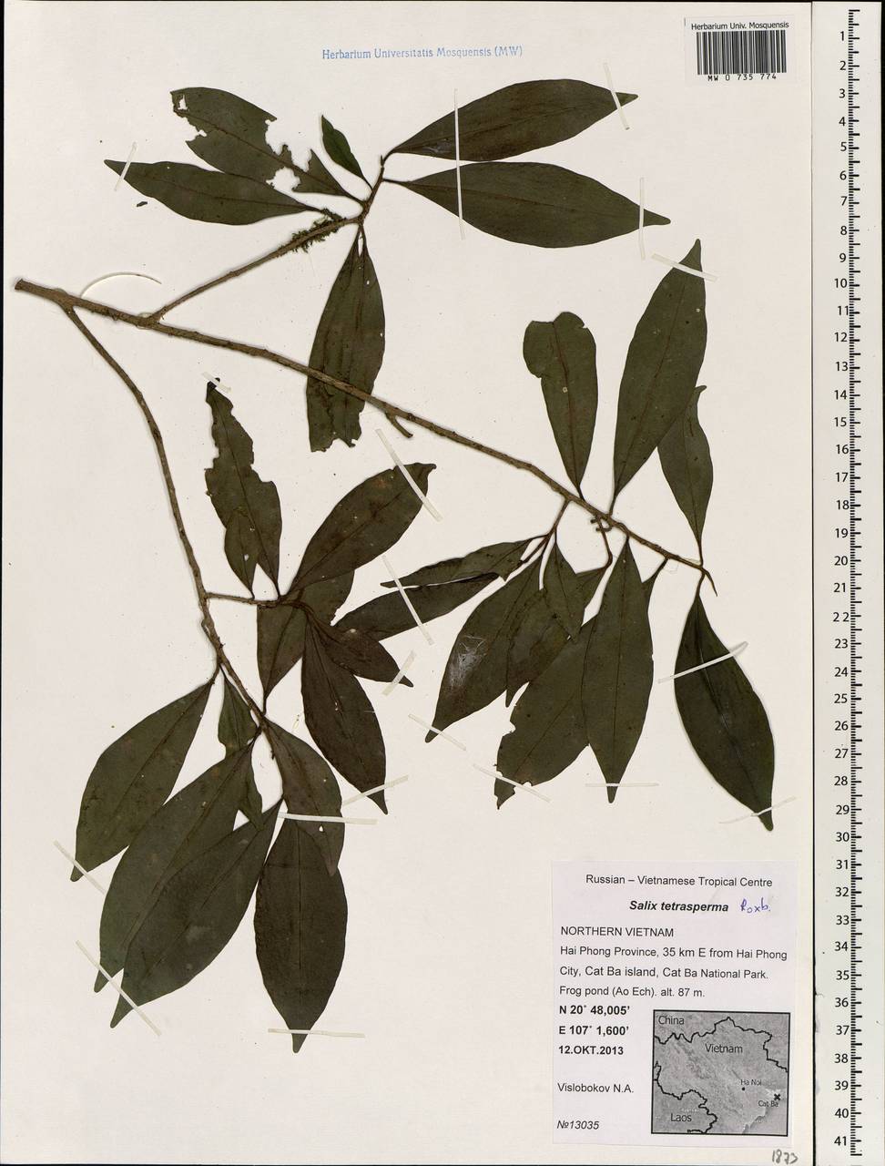 Salix tetrasperma Roxb., Зарубежная Азия (ASIA) (Вьетнам)