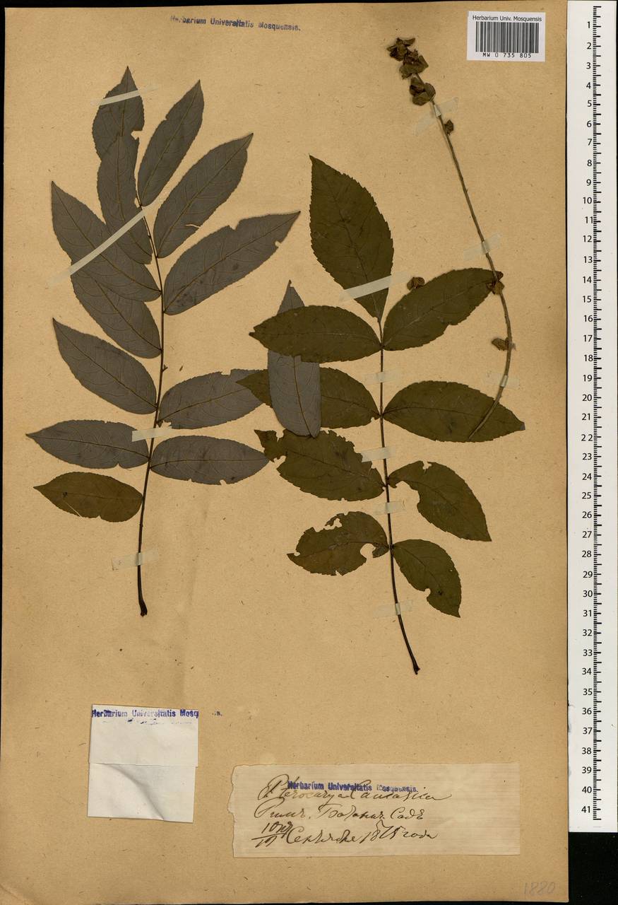 Pterocarya fraxinifolia (Poir.) Spach, Зарубежная Азия (ASIA) (Россия)