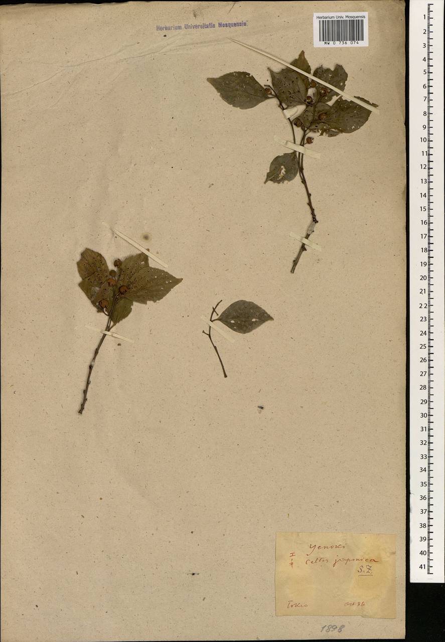 Celtis sinensis Pers., Зарубежная Азия (ASIA) (Япония)