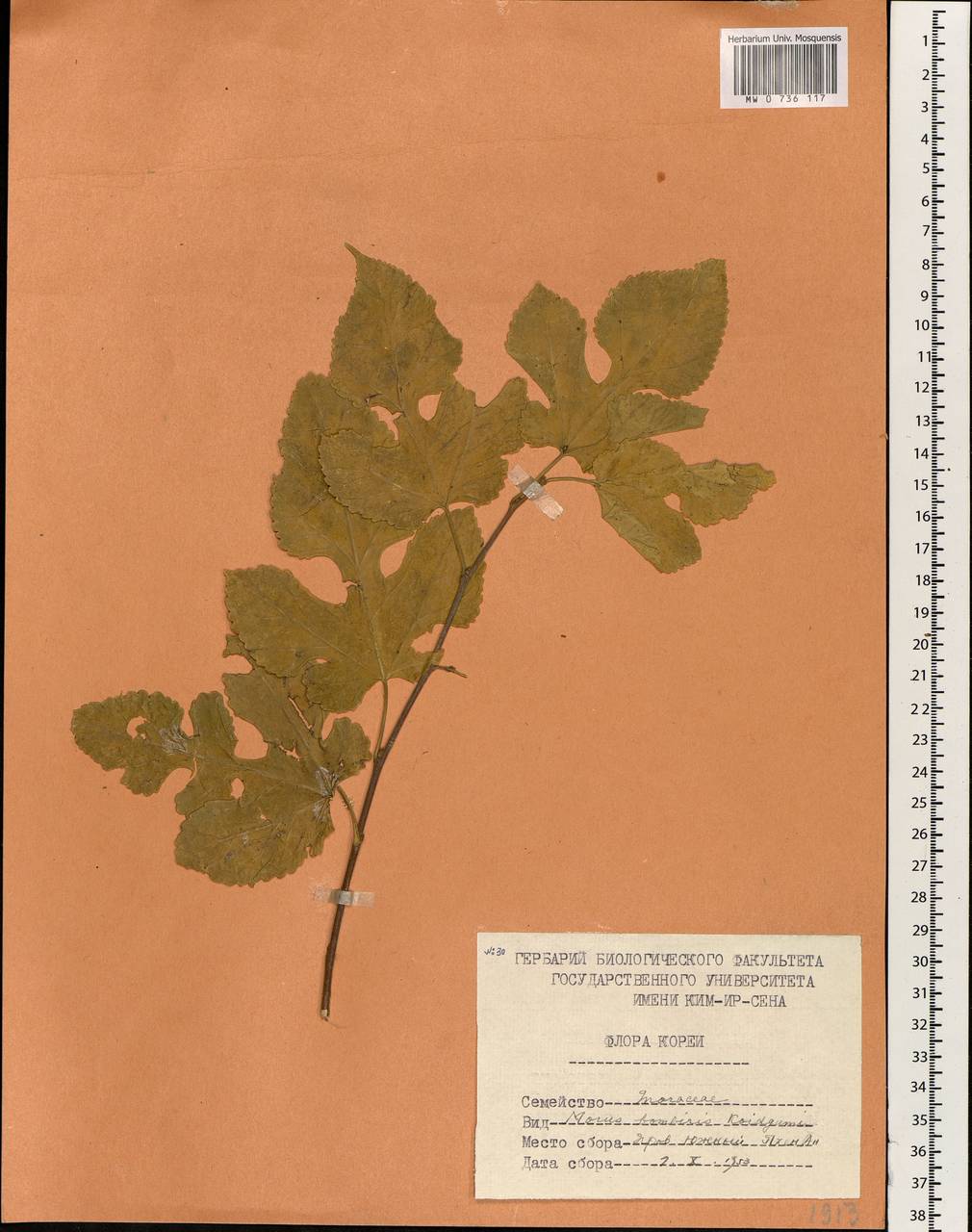 Morus indica L., Зарубежная Азия (ASIA) (КНДР)