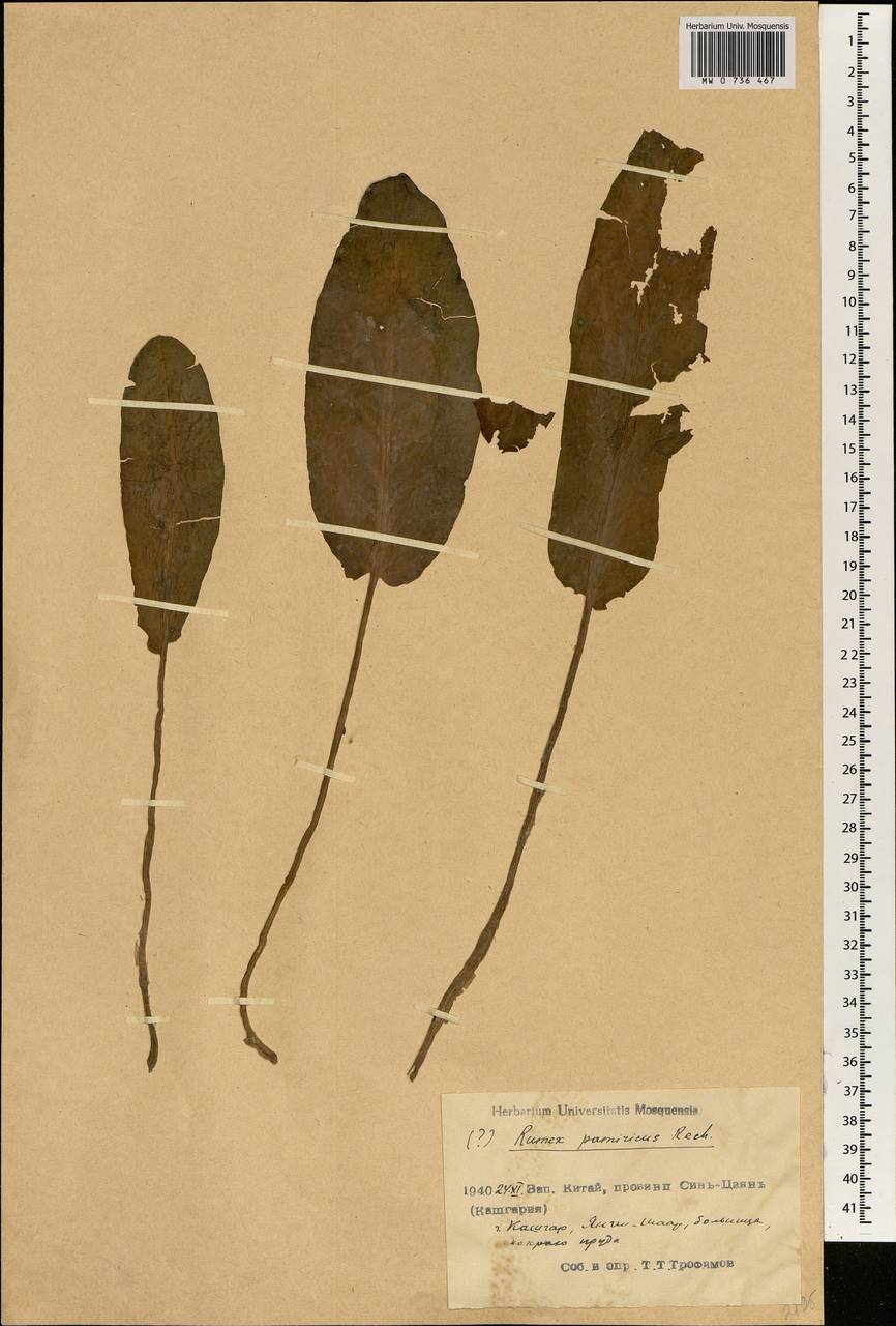 Rumex patientia subsp. tibeticus (Rech. fil.) Rech. fil., Зарубежная Азия (ASIA) (КНР)