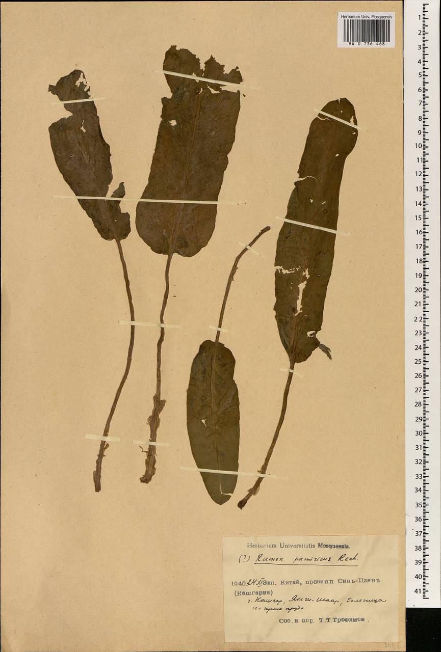 Rumex patientia subsp. tibeticus (Rech. fil.) Rech. fil., Зарубежная Азия (ASIA) (КНР)