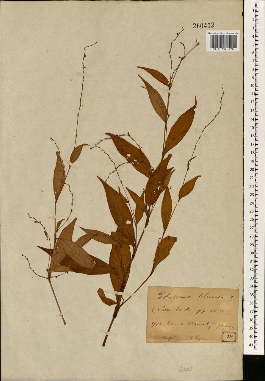 Asarum blumei Duch., Зарубежная Азия (ASIA) (Япония)