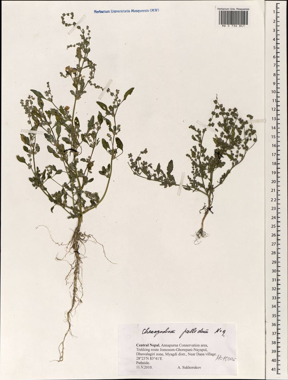 Chenopodium pallidum Moq., Зарубежная Азия (ASIA) (Непал)