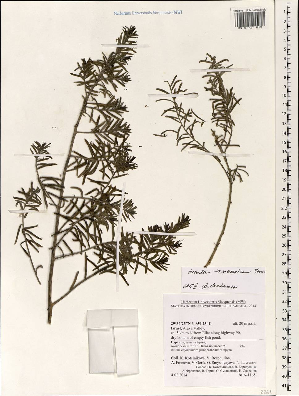 Suaeda monoica Forssk., Зарубежная Азия (ASIA) (Израиль)