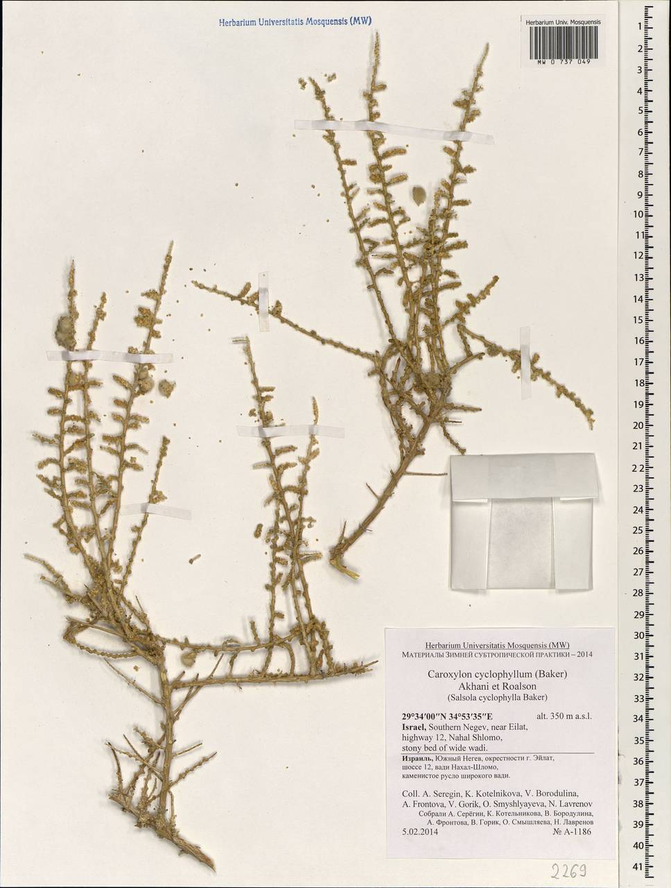 Caroxylon cyclophyllum (Baker) Akhani & Roalson, Зарубежная Азия (ASIA) (Израиль)