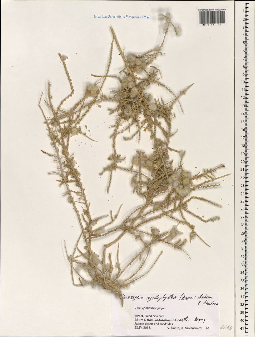 Caroxylon cyclophyllum (Baker) Akhani & Roalson, Зарубежная Азия (ASIA) (Израиль)