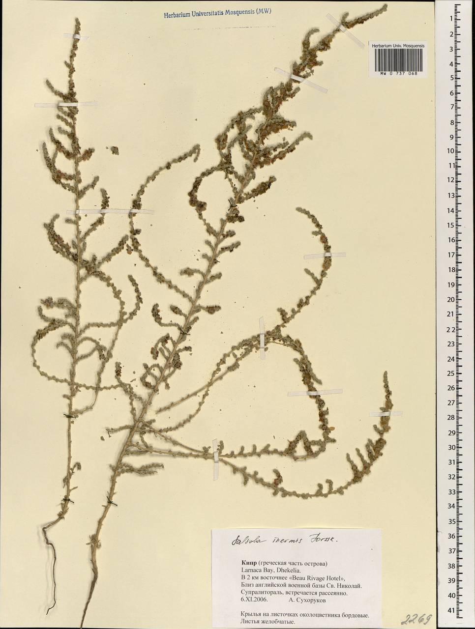 Caroxylon inermis (Forssk.) Akhani & Roalson, Зарубежная Азия (ASIA) (Кипр)