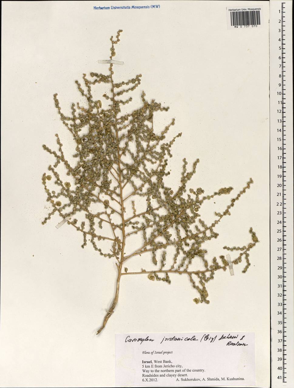 Caroxylon jordanicola (Eig) Akhani & Roalson, Зарубежная Азия (ASIA) (Израиль)