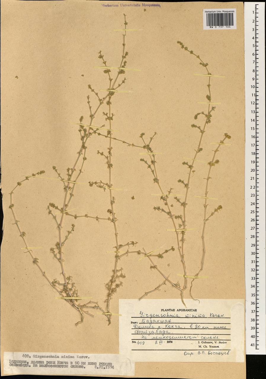 Girgensohnia minima Korovin, Зарубежная Азия (ASIA) (Афганистан)