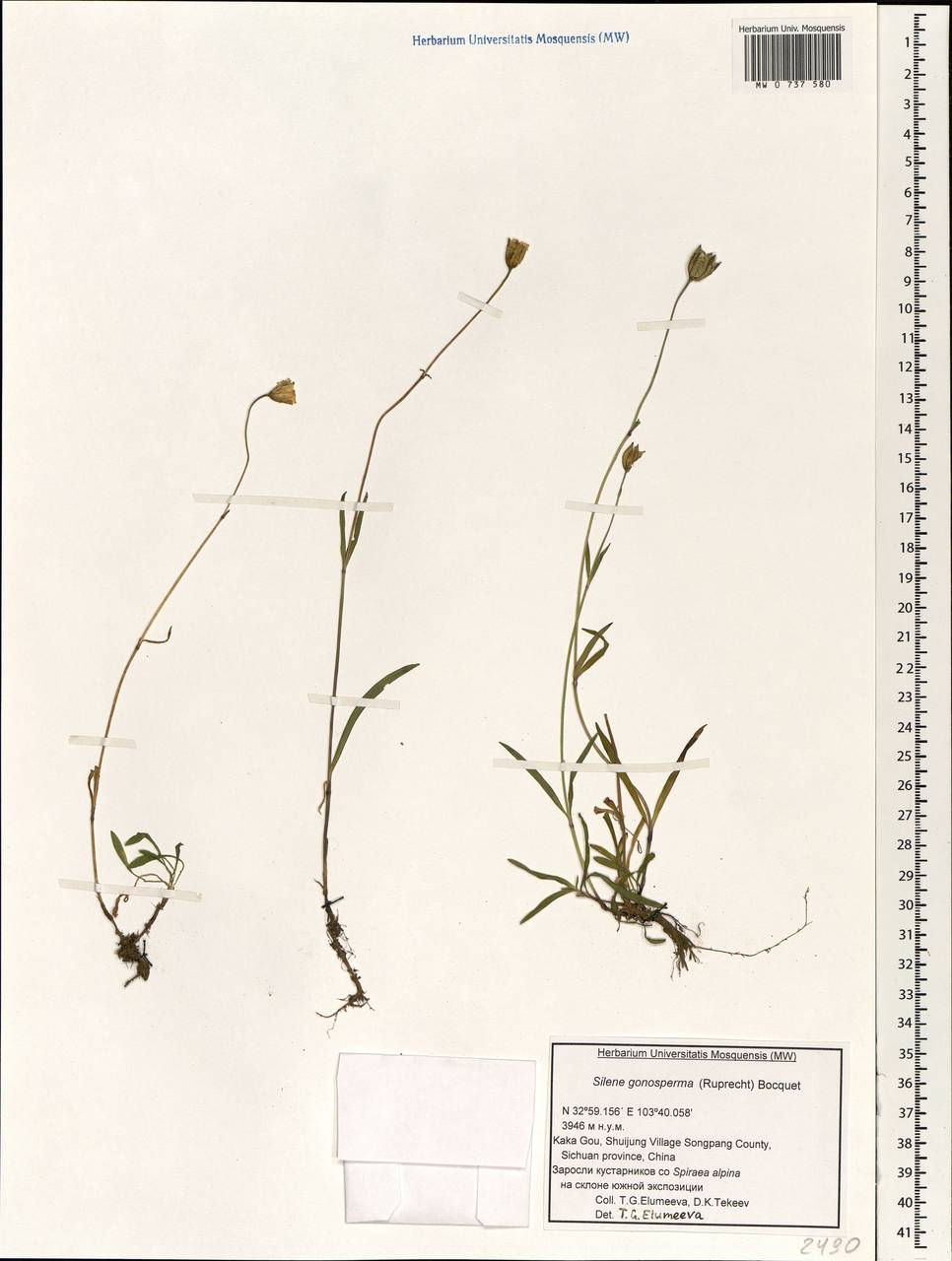 Silene gonosperma (Rupr.) Bocquet, Зарубежная Азия (ASIA) (КНР)