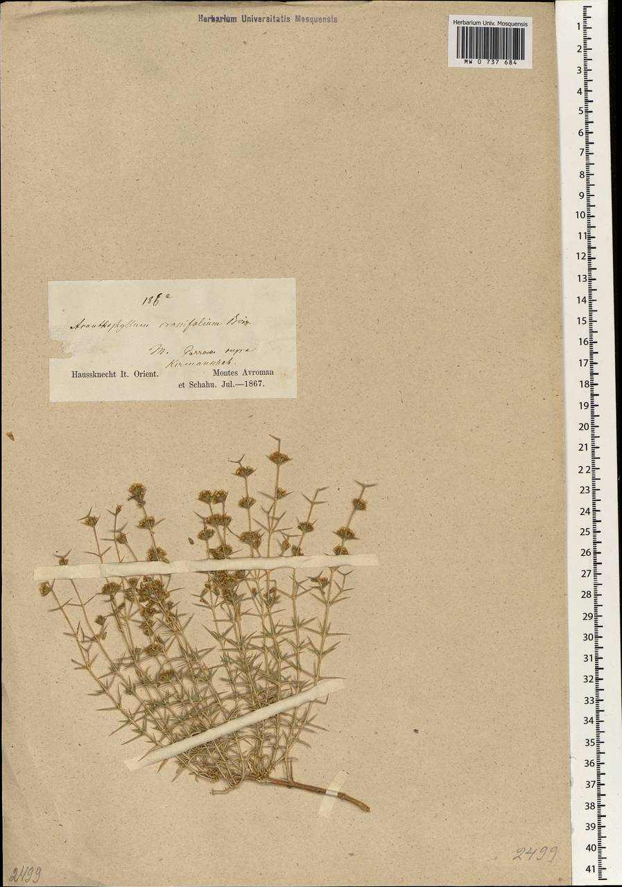 Acanthophyllum crassifolium Boiss., Зарубежная Азия (ASIA) (Иран)