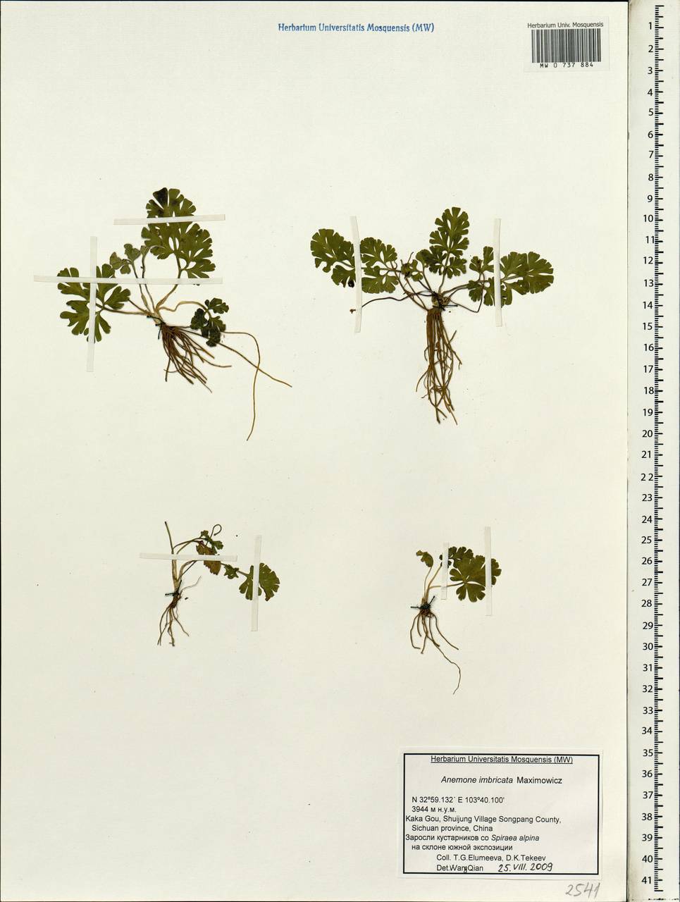 Anemonastrum imbricatum (Maxim.) Holub, Зарубежная Азия (ASIA) (КНР)