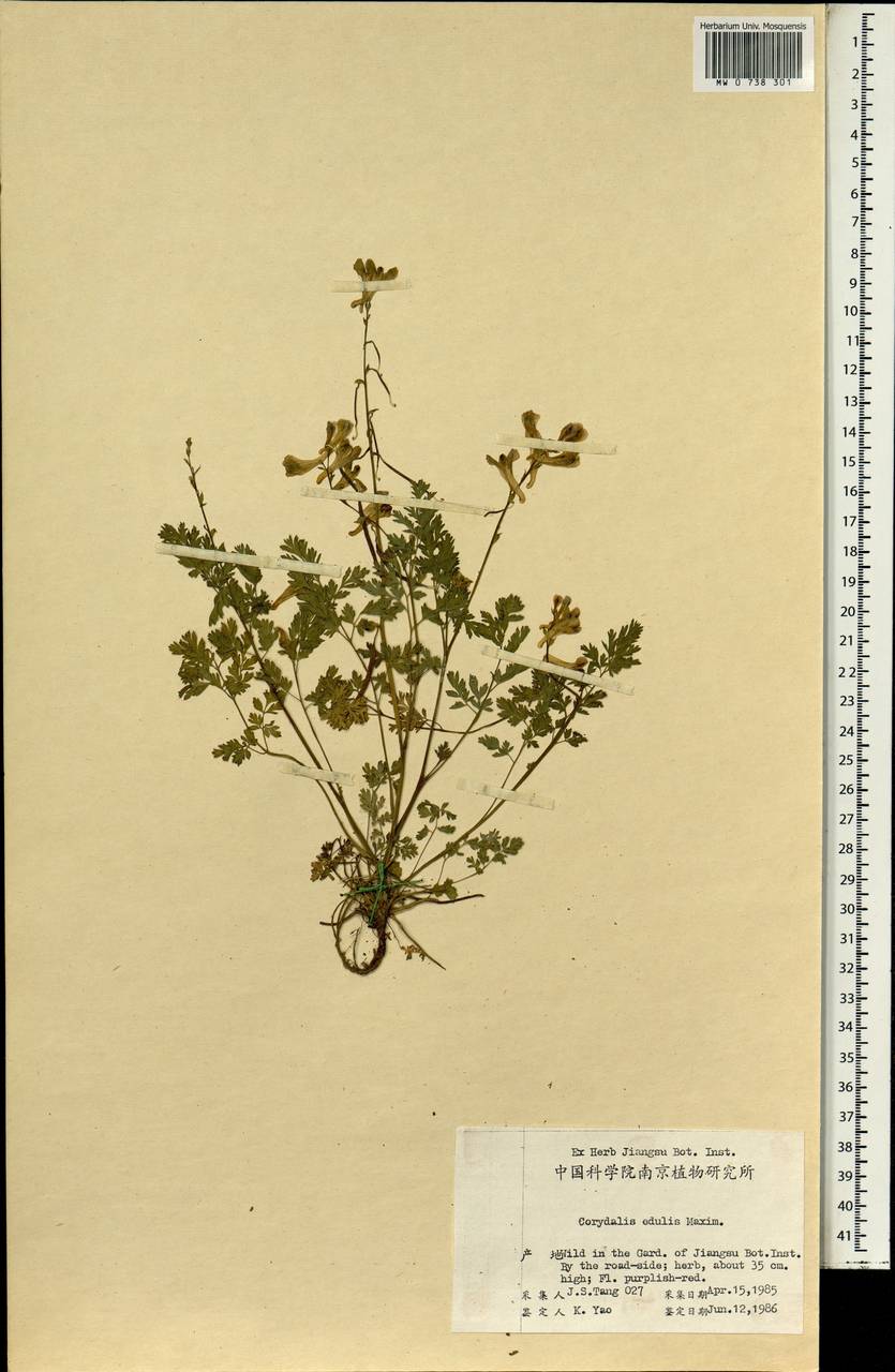 Corydalis edulis Maxim., Зарубежная Азия (ASIA) (КНР)