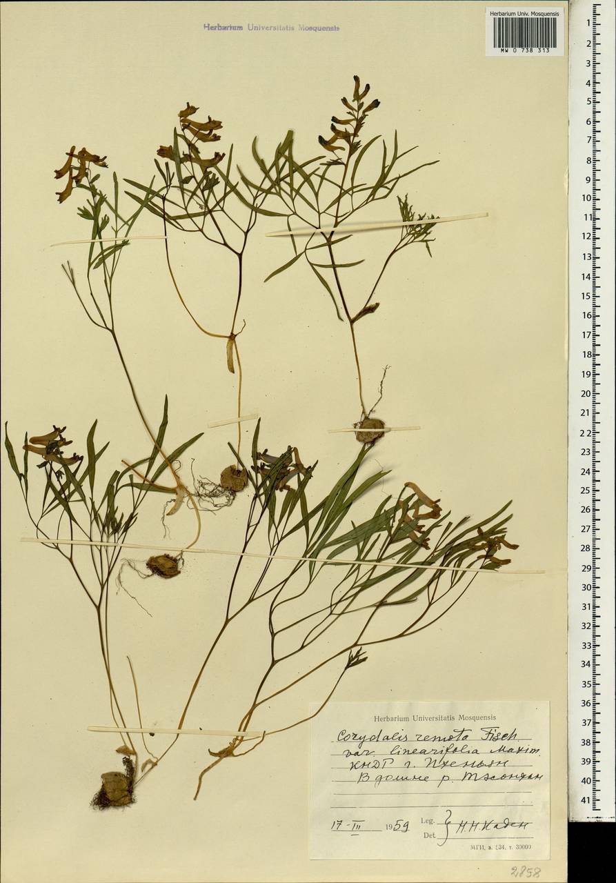 Corydalis turtschaninovii subsp. turtschaninovii, Зарубежная Азия (ASIA) (КНДР)