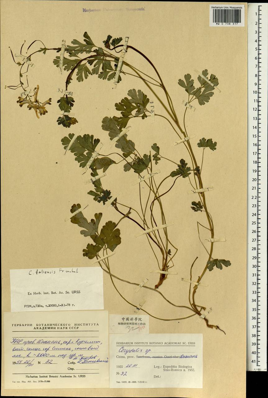 Corydalis taliensis Franch., Зарубежная Азия (ASIA) (КНР)