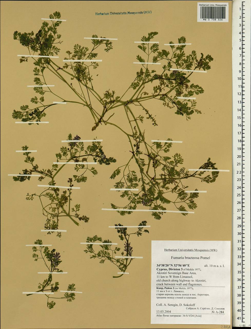 Fumaria bracteosa Pomel, Зарубежная Азия (ASIA) (Кипр)