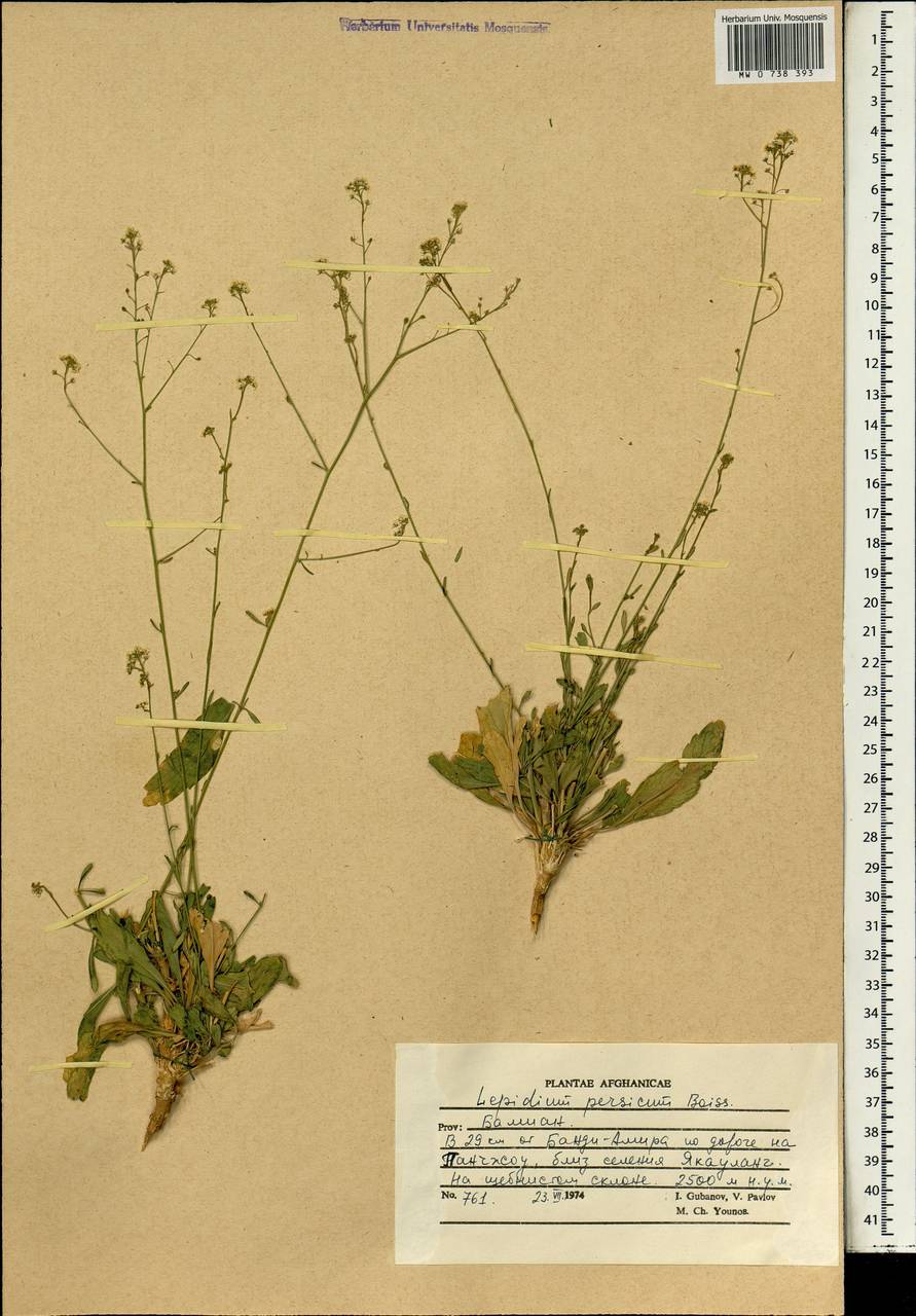 Lepidium persicum Boiss., Зарубежная Азия (ASIA) (Афганистан)