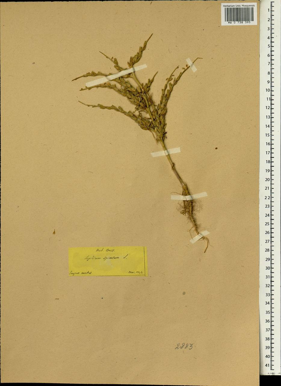 Lepidium spinosum Ard., Зарубежная Азия (ASIA) (Турция)
