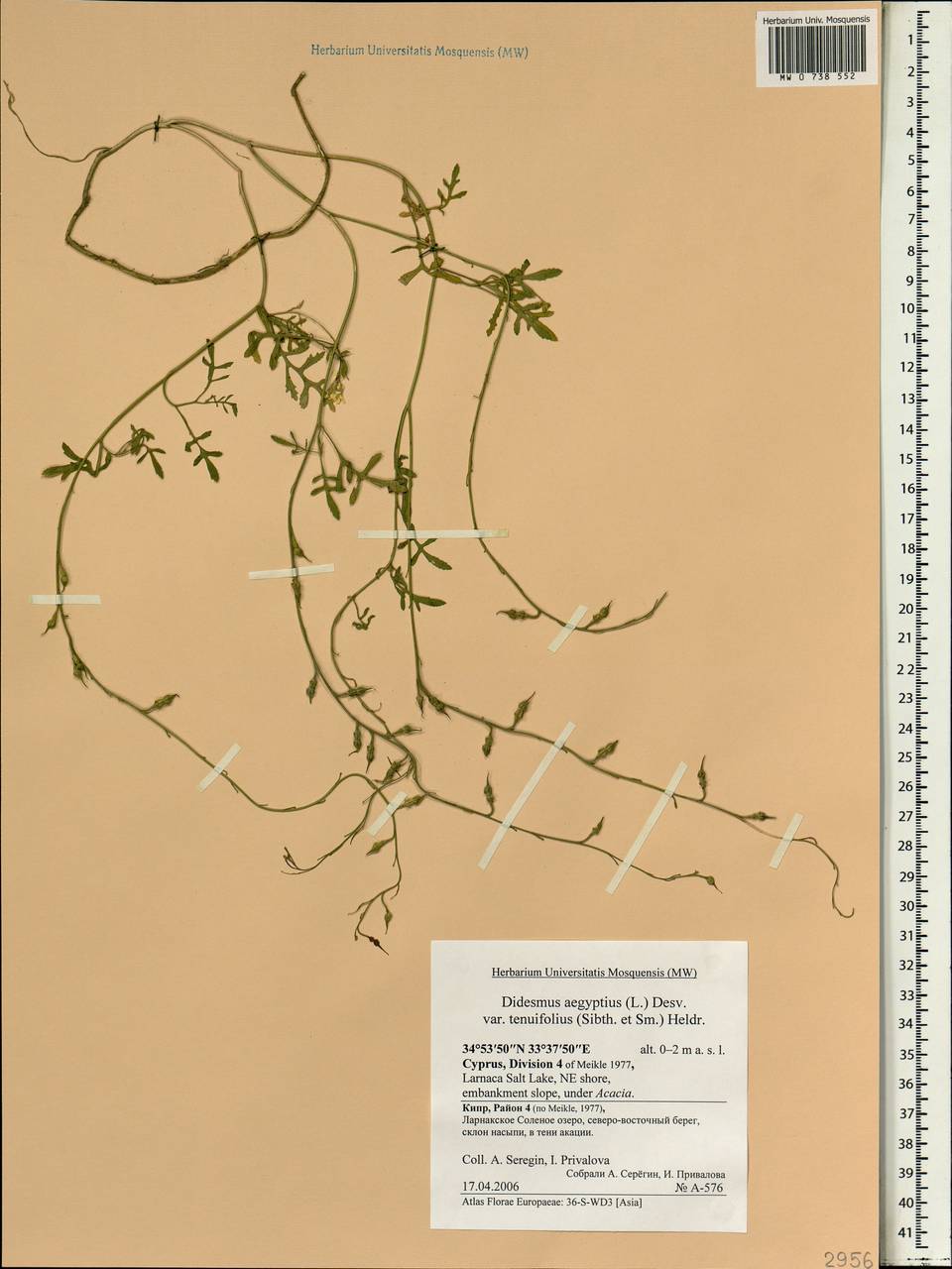 Didesmus aegyptius (L.) Desv., Зарубежная Азия (ASIA) (Кипр)