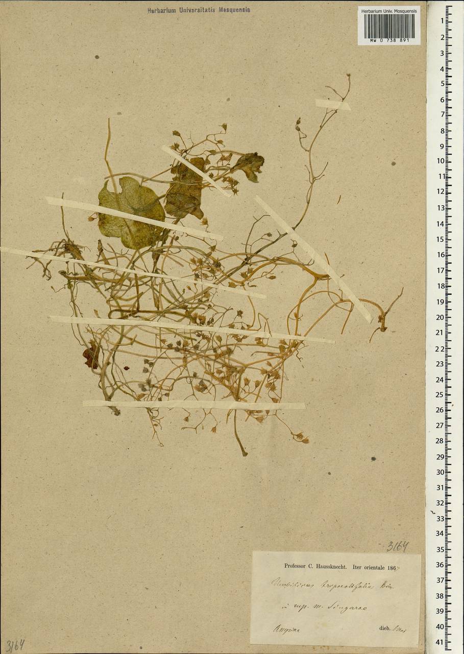 Umbilicus tropaeolifolius Boiss., Зарубежная Азия (ASIA) (Ирак)