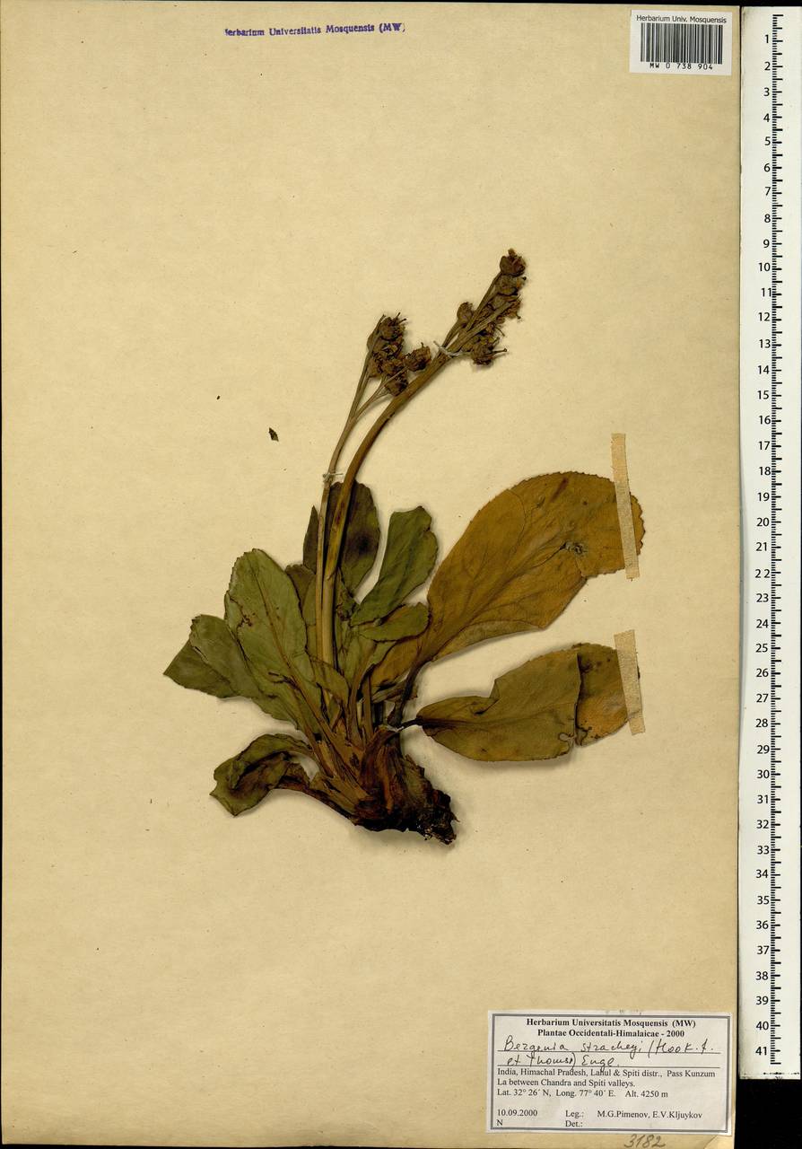 Bergenia stracheyi (Hook. fil. & Thomson) Engl., Зарубежная Азия (ASIA) (Индия)