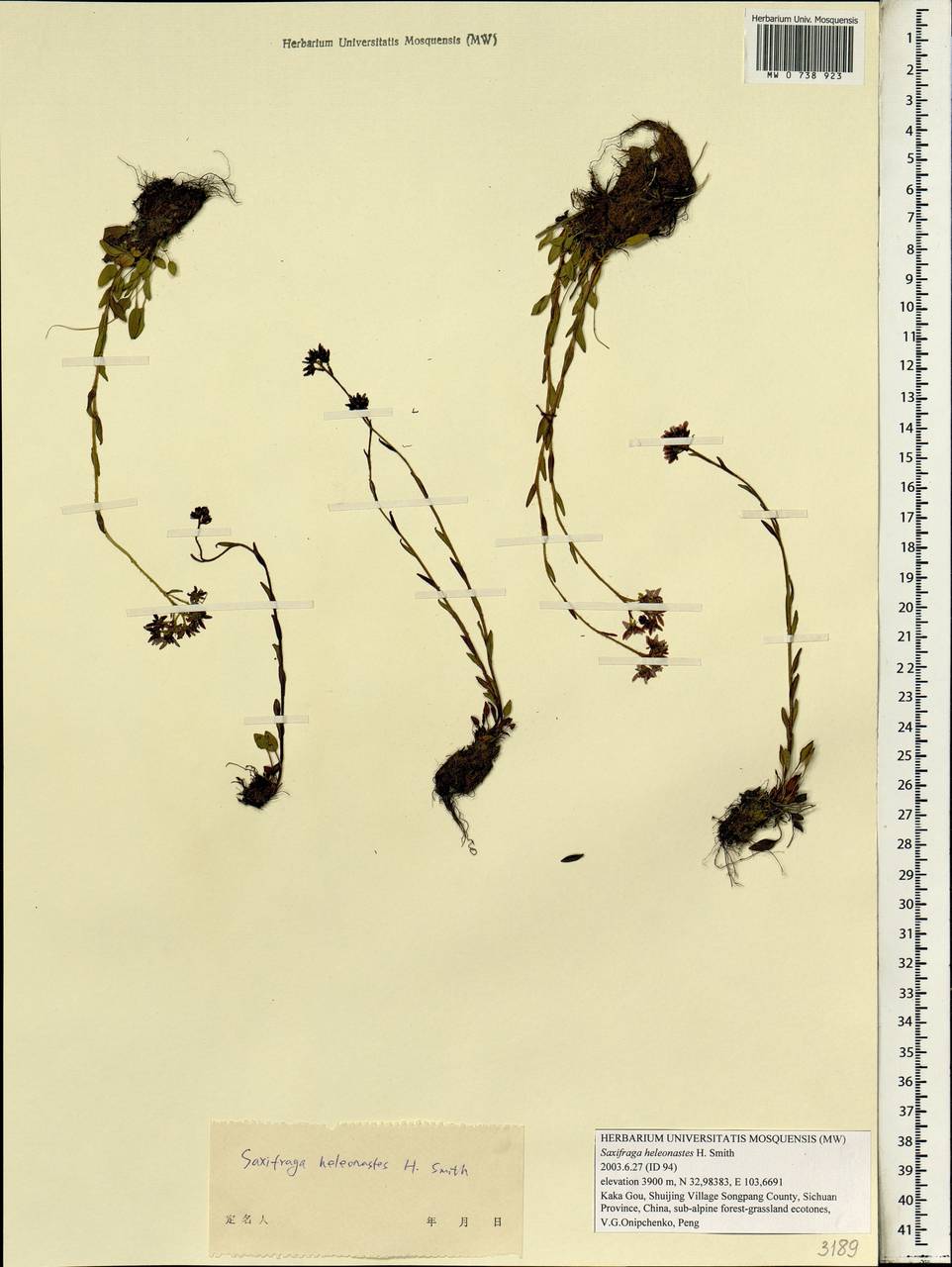Saxifraga heleonastes H. Sm., Зарубежная Азия (ASIA) (КНР)
