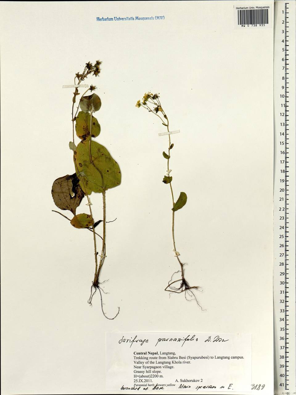 Saxifraga parnassifolia D. Don, Зарубежная Азия (ASIA) (Непал)