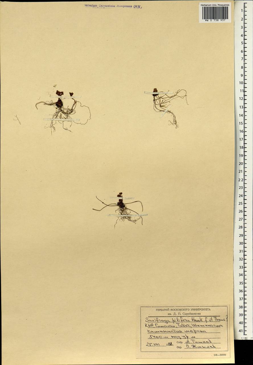 Saxifraga pilifera Hook. fil. & Thoms., Зарубежная Азия (ASIA) (КНР)