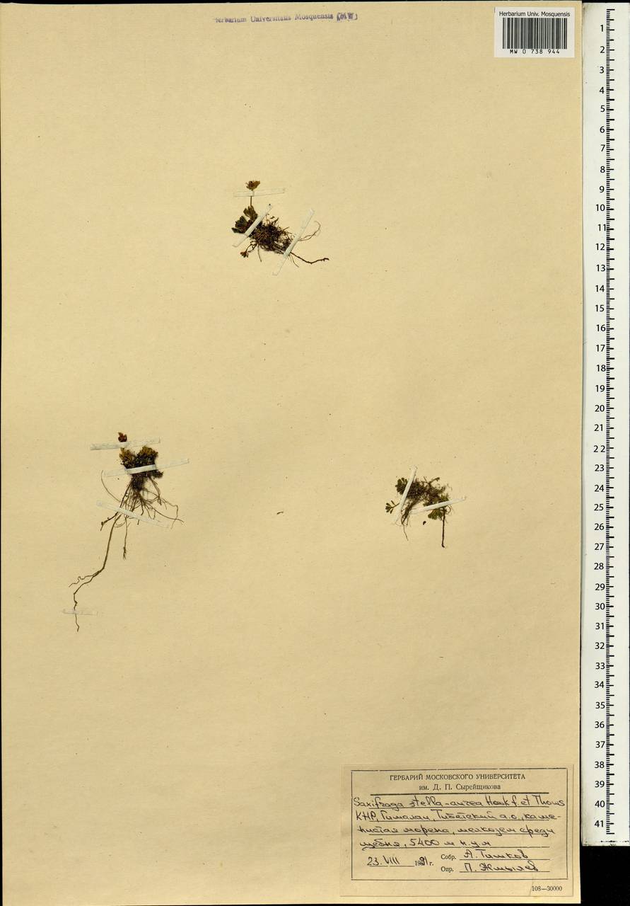 Saxifraga stella-aurea Hook. fil. & Thoms., Зарубежная Азия (ASIA) (КНР)