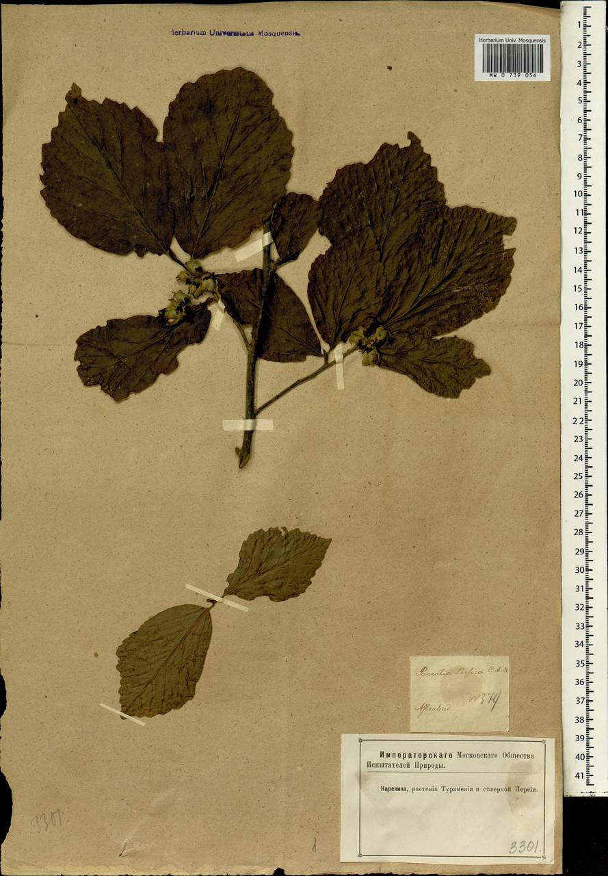 Парротия персидская, Железное дерево (DC.) C. A. Mey., Зарубежная Азия (ASIA) (Иран)