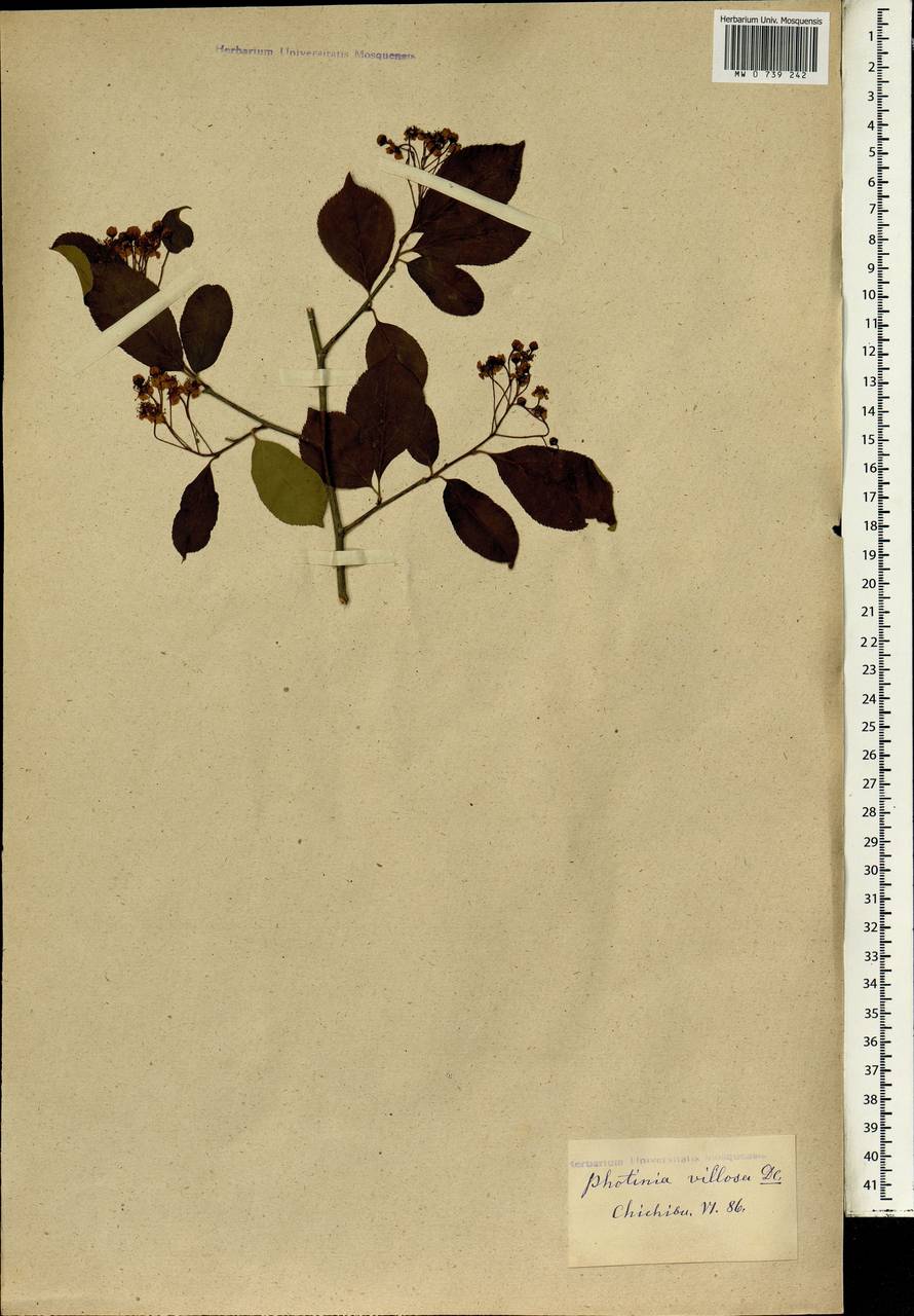 Pourthiaea villosa (Thunb.) Decne., Зарубежная Азия (ASIA) (Япония)