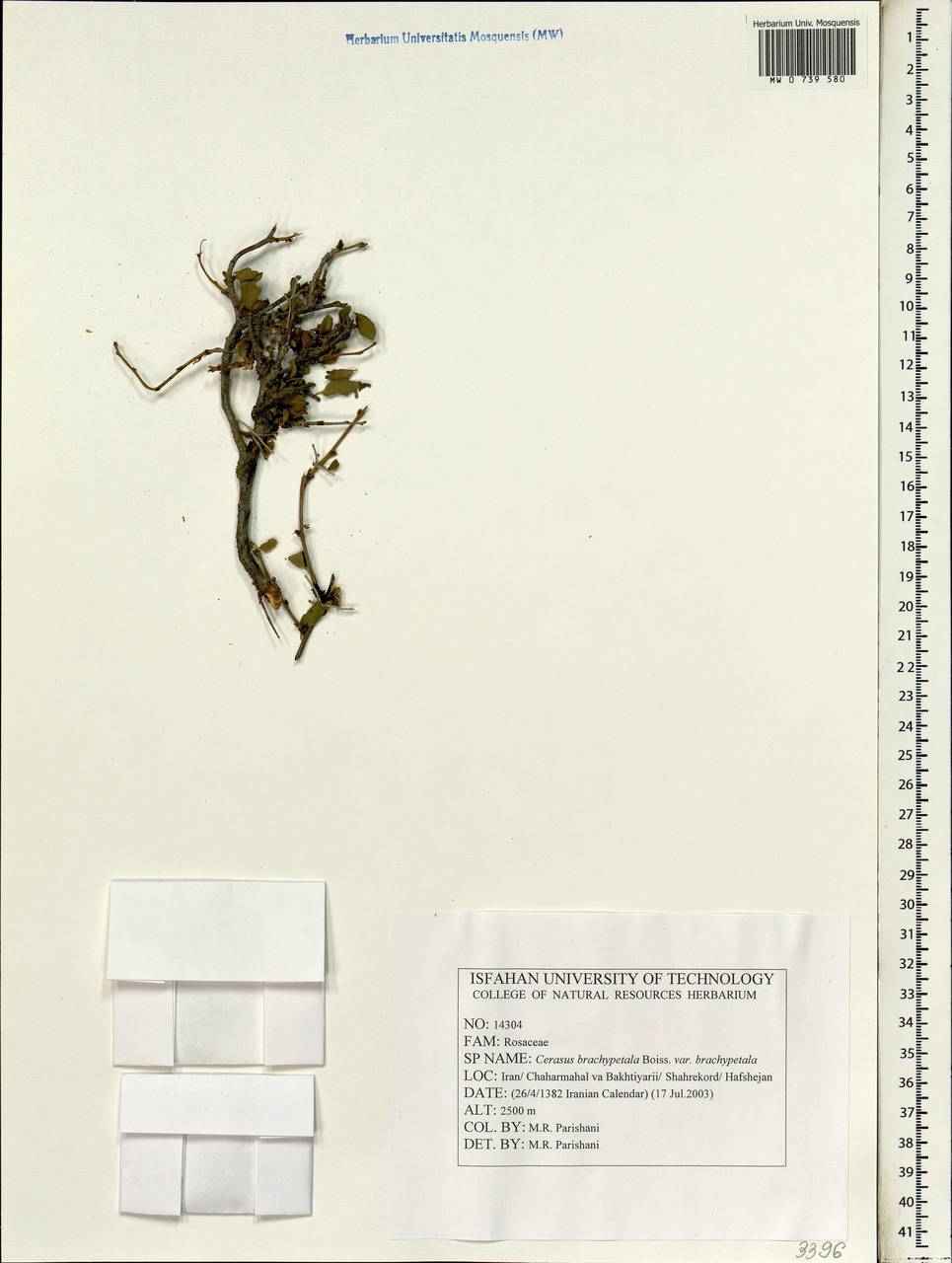 Prunus brachypetala Walp., Зарубежная Азия (ASIA) (Иран)