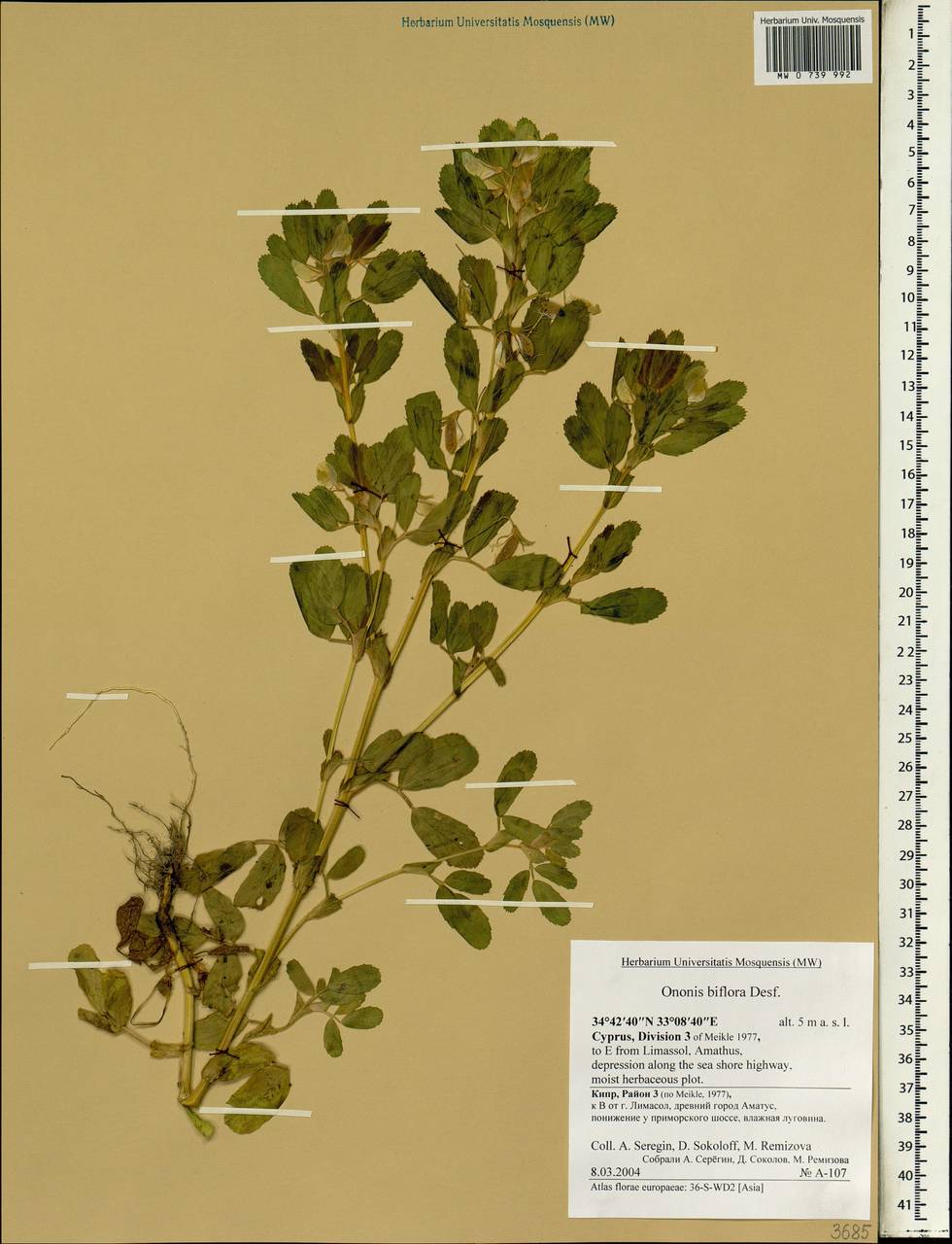 Ononis biflora Desf., Зарубежная Азия (ASIA) (Кипр)