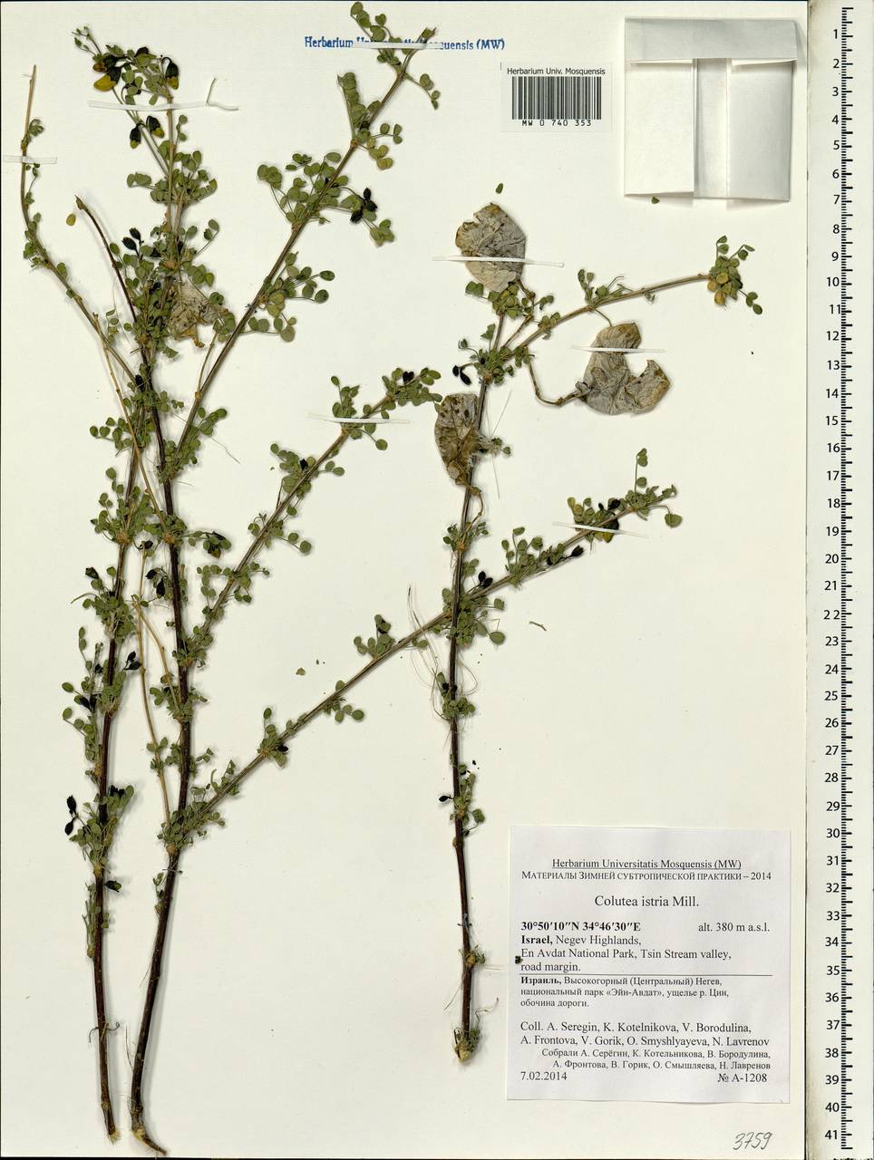 Colutea istria sensu auct., Зарубежная Азия (ASIA) (Израиль)