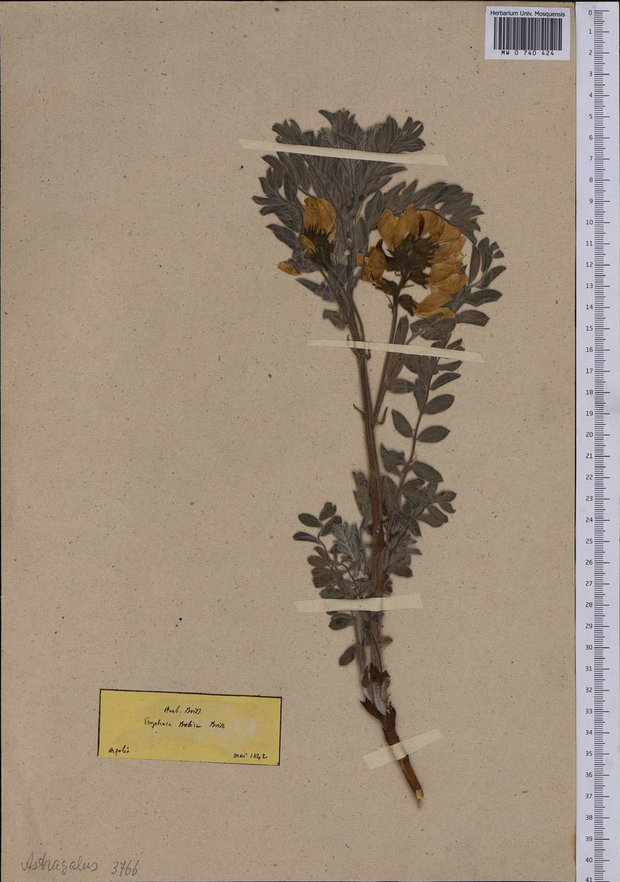 Astragalus boeticus L., Западная Европа (EUR) (Греция)
