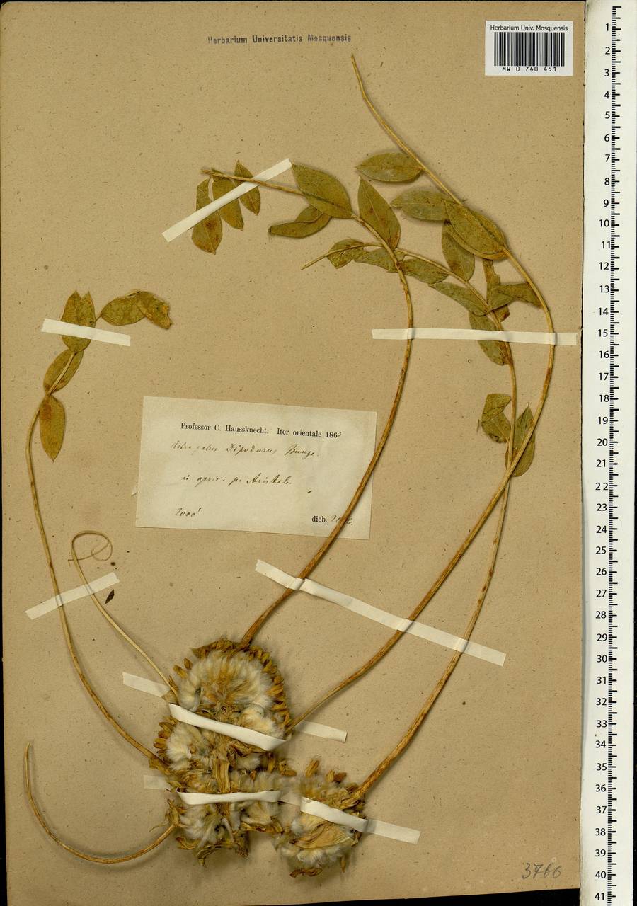 Astragalus dipodurus Bunge, Зарубежная Азия (ASIA) (Турция)