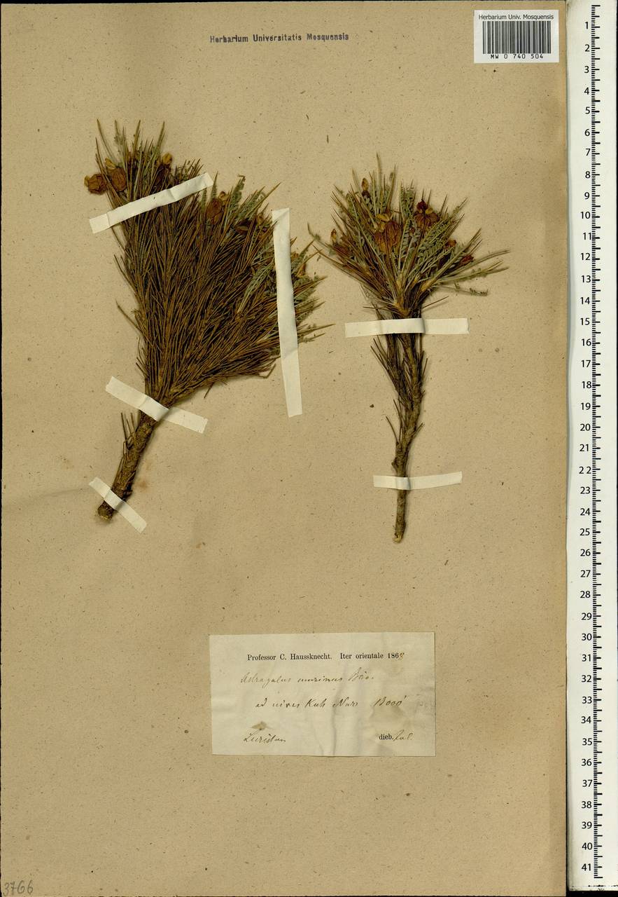 Astragalus murinus, Зарубежная Азия (ASIA) (Иран)